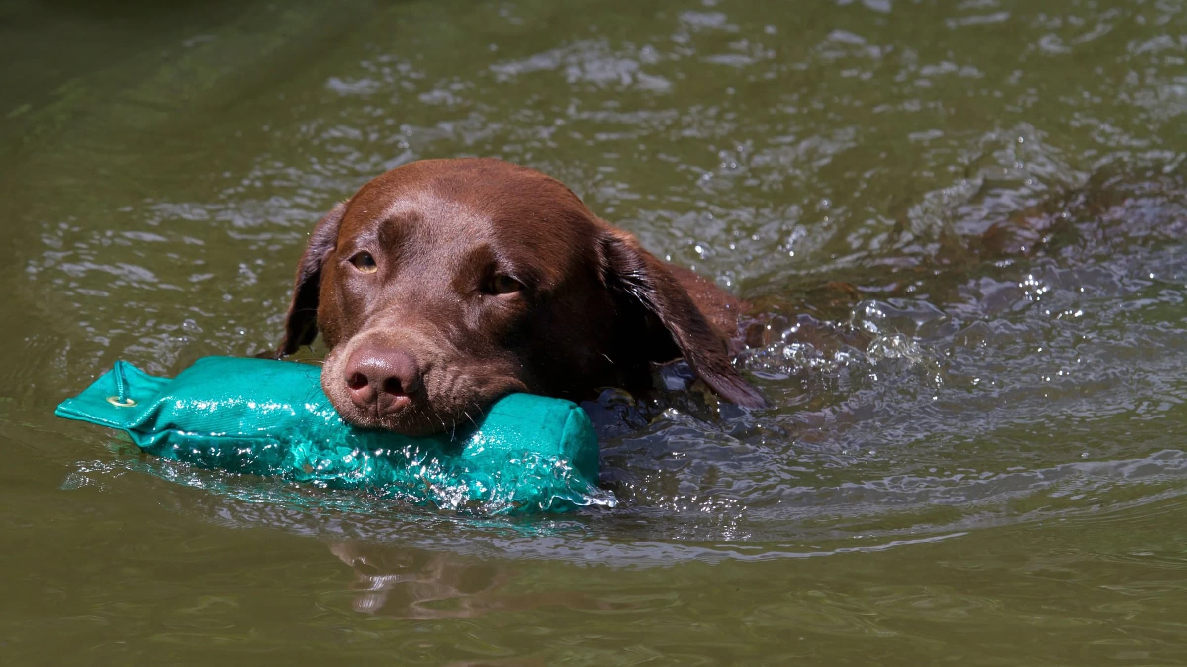 A chocolate retriever swims with a training dummy